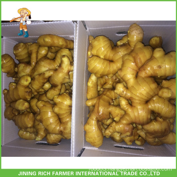 Fresh Ginger To Dubai Market Price 150g